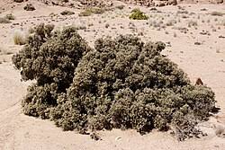 Image result for Helinus spartioides