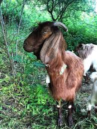 The site owner hides the web page description. 5 Adet Halep Kecisi Hayvan Al Sat Ucretsiz Ilan Ver