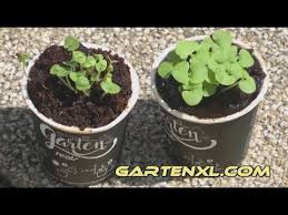 Unser biokleingarten soll ein kleines paradies bleiben. Basilikum Umtopfen Mein Kleiner Bio Garten Real Biogarten Basilikum Umtopfen Youtube