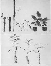Image result for Strophanthus amboensis