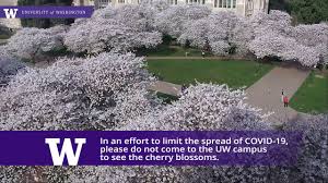 Hamami, cherry blossom viewing, is an absolute must if you're spending time in the city in the spring. Visitors Should Avoid Coming To Uw Campus To See Cherry Blossoms Amid Covid 19 Outbreak Uw News