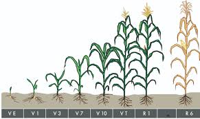 How many ears of corn grow on a stalk? Determining Corn Growth Stages
