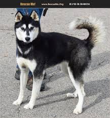 Our mission at shadow husky rescue, inc., is to rescue huskies that are displaced, unwanted, abused, lost, abandoned or scheduled for euthanasia and provide them with a second chance at life by finding them permanent homes. Adopt 19103000134 Siberian Husky Rescue Huntley Il Husky Rescue Husky Siberian Husky Rescue