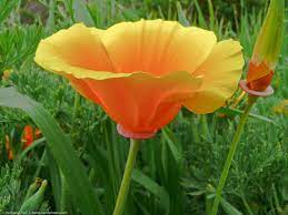 Pin By Robert Ray On Flowers Poppy Flower Seeds Flowers Poppy Flower