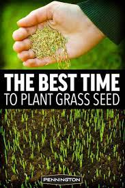 The Best Time To Plant Grass Seed Growing Grass Planting Grass Planting Grass Seed