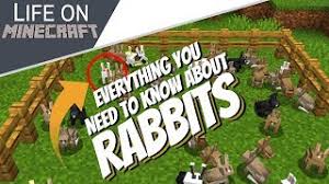Rabbits will see players holding food from a farther distance than other mobs. Everything About Rabbits In Minecraft Killer Bunny All You Need To Know About Rabbits Avomance Youtube