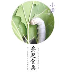 蚕起食桑 かいこおきてくわをはむ びお編集部 びおの七十二候 住まいマガジン びお