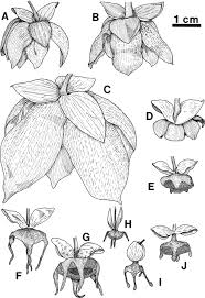 Image result for Annickia lebrunii