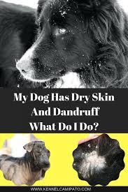 My Dog Has Dry Skin And Dandruff What Do I Do Best Pet Care Hub Dog Dry Skin Dog Dry Skin Remedy Dog Flaky Skin