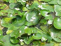 Image result for Nymphoides brevipedicellata
