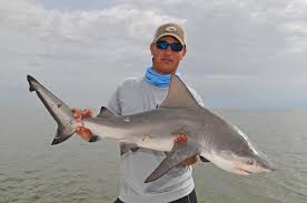 They prefer shallow coastal water. Can You Keep Bull Sharks