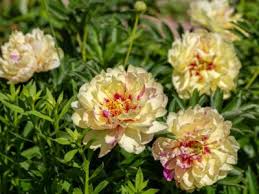Unlike chinese peonies, tree peonies do not die down to the ground in fall, but instead they have persistent woody stems, with buds that sprout in spring, much like ordinary shrubs. What Are Itoh Peonies Itoh Peony Information And Care In Gardens