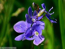 Něžné modré kvítky rozrazilu vypadají tak krásně, že člověk zapomene, že se rozrazil má několik lidových názvů. Herbar Wendys Veronica Chamaedrys Rozrazil Rezekvitek