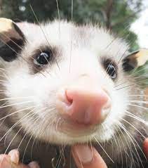 Pin On I Love So Many Animals Please Oh My God