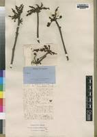 Image result for Lannea antiscorbutica