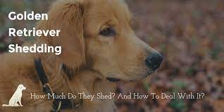 Standard, bronze, silver, gold, and platinum. Golden Retriever Shedding How Much And How To Get Control