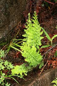 Image result for Mohria marginalis