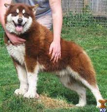 Rehome buy and sell, and give an animal a forever home with preloved! Pin By Katlyn Wright On Pets I Want Alaskan Malamute Malamute Red Alaskan Malamute