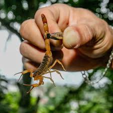 Scorpions 'taking over' Brazilian cities with reported stings rising 155% |  Climate crisis | The Guardian