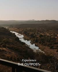 Image result for Syncolostemon canescens