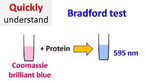 We did not find results for: Bradford Protein Assay Bradford Test Youtube
