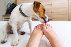 Pin On Dog Stuff