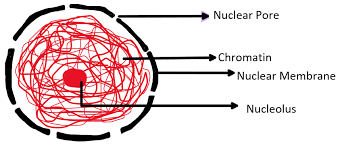 Check spelling or type a new query. A Cell Lacking In The Nucleus Also Lacks A Plasma Membrane Class 11 Biology Cbse
