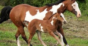 Black And Brown Spotted Horse Pin On Horses I D Love