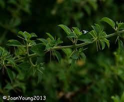 Image result for Barleria rotundifolia