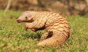 A market selling live animals and a big place to become ill. Things You Didn T Know About Pangolins Wanderlust