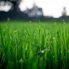 Our lawn care services will give you the perfect outdoor landscape you have always dreamed of calculate the total run time for all the sprinklers to run and program them to start in the early hours of the morning. Lawn Mowing Grass Cutting Services Bundoora Epping South Morang Mill Park