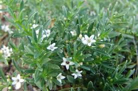 Image result for Scrophulariaceae