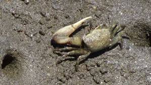 Image result for Toddalia crenulata