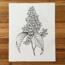 Check spelling or type a new query. Lilac Drawing Lilacs Flower Floral Print Botanical Etsy