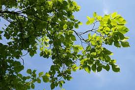 Many are cultivated for their height and attractive foliage. Ulmus Glabra Wych Elm Scots Elm Tree Flora Fruit Branch Botany Plant Pikist