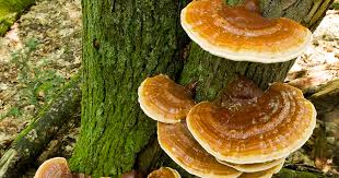 Image result for Ganoderma tsugae