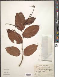 Image result for Klainedoxa gabonensis