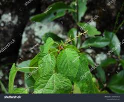 Image result for Alchornea hirtella