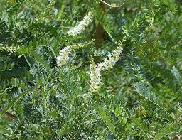 Image result for Aloysia