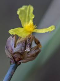 Image result for Xyris capensis