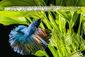 50 Betta Fish Tank Mates The Definitive Compatibility List 2020 Fishkeeping World