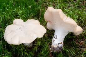 Image result for Hylodesmum repandum