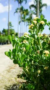 Image result for Buchnera crassifolia