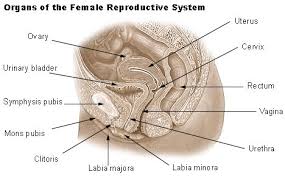 Image result for female sex organ