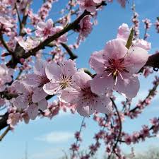 Image result for Prunus persica