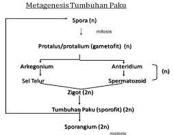 Jan 18, 2016 · generasi sporofit; Jelaskan Metagenesis Tumbuhan Paku Dan Lumut Adalah Brainly Co Id