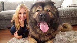 The caucasian shepherd gets its name from the caucasus mountains, which are home to one of the oldest living molosser dog breeds. Wolf Killer The Caucasian Shepherd Ovcharka Dog Youtube