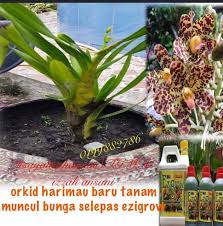 Maybe you would like to learn more about one of these? Kepada Peminat Tegar Dan Baja Ezigrow Vitamin Tumbuhan Facebook