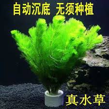 We did not find results for: Inside Flowers Fish Tanks Lawns Real Water Plants Freshwater Aquariums Tropical Aquatic Plants Cold Water Package Indoor Novice