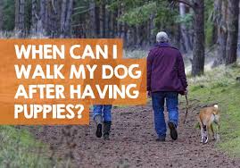 We did not find results for: When Can I Walk My Dog After Having Puppies How Soon Is Best